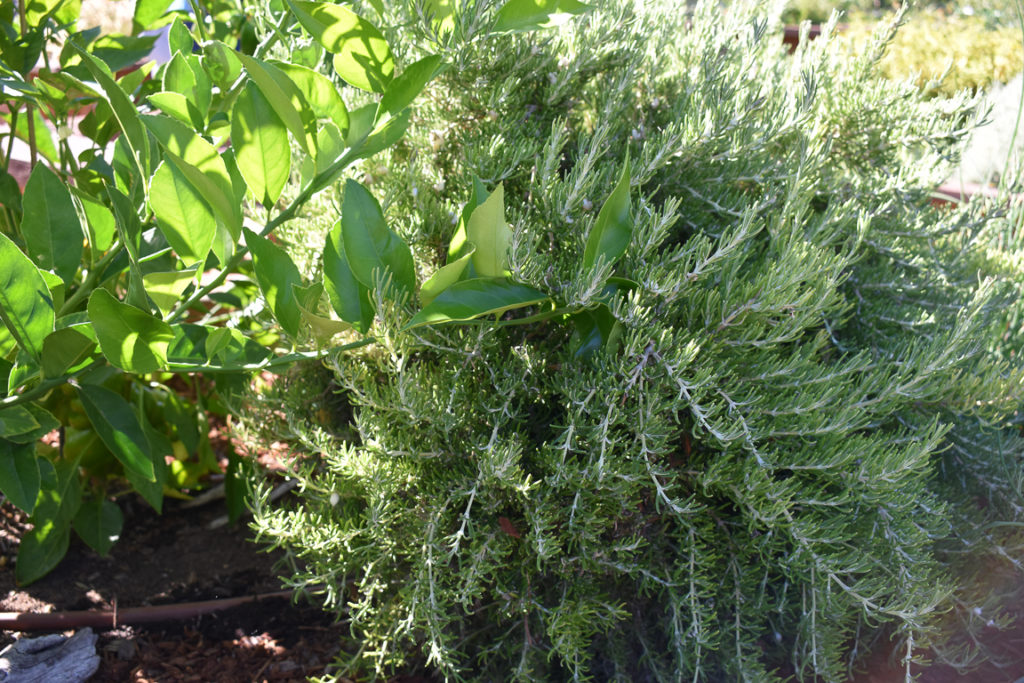 Medium to large green/grey rosemary plant