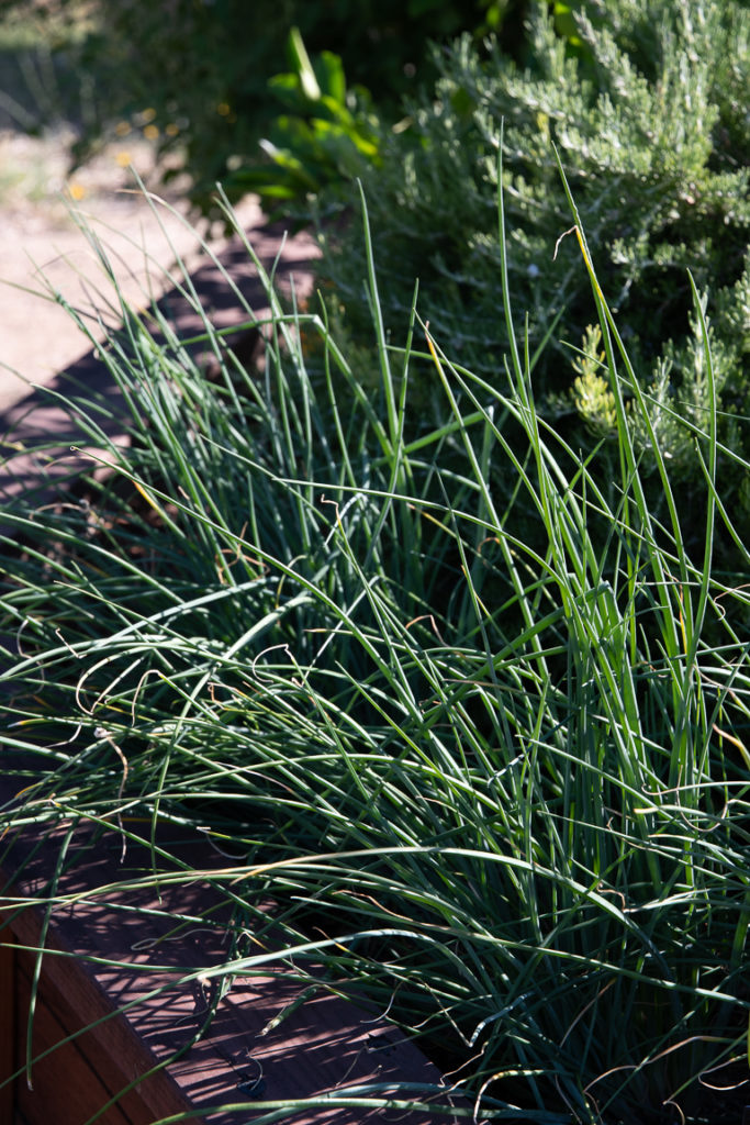 Thin dark green stemmed chives that look similar to long thing stemmed grass