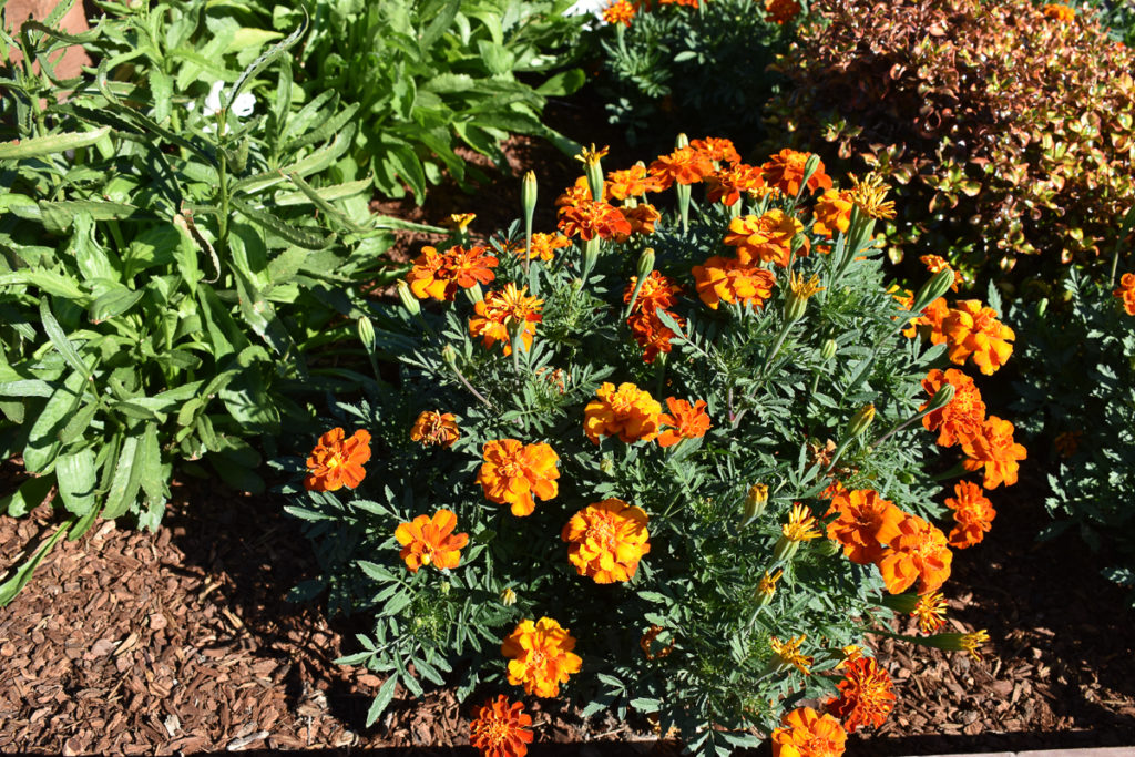 Rounded plant with green leaves and bright orange flowers in bloom
