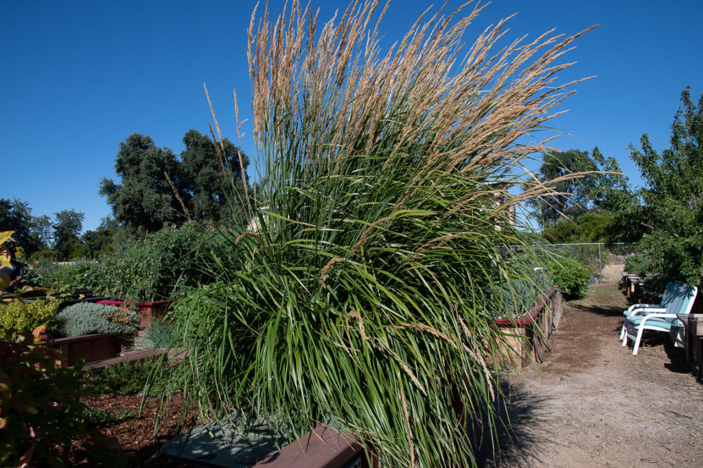 large long stemmed grass shrub with large light brown reeds with feather-like looks growing out the top of the plant