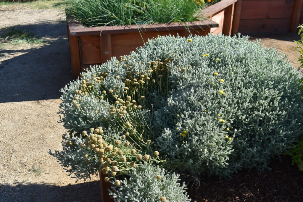 Large grey-green shrub with fragrant round yellow flowers
