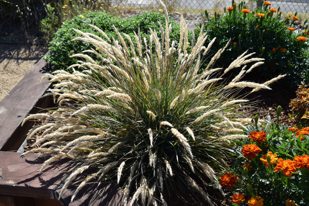 Leafy Reed Grass creates an aesthetic fountain shape with its tips being weighed down by seed heads and can be used as a low-maintenance complement to a garden.