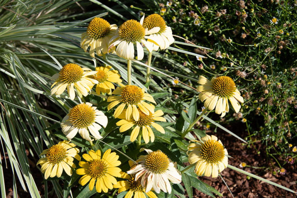 Tall stemmed large yellow flowers with large cone-shaped center and yellow petals