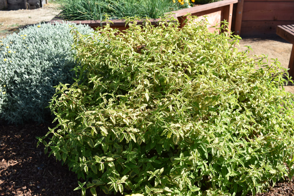 Medium-to-large height yellow-green shrub with rugged edged leaves