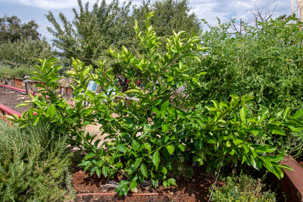 This low to the ground tree features medium sized green waxy leaves and golden yellow lemons