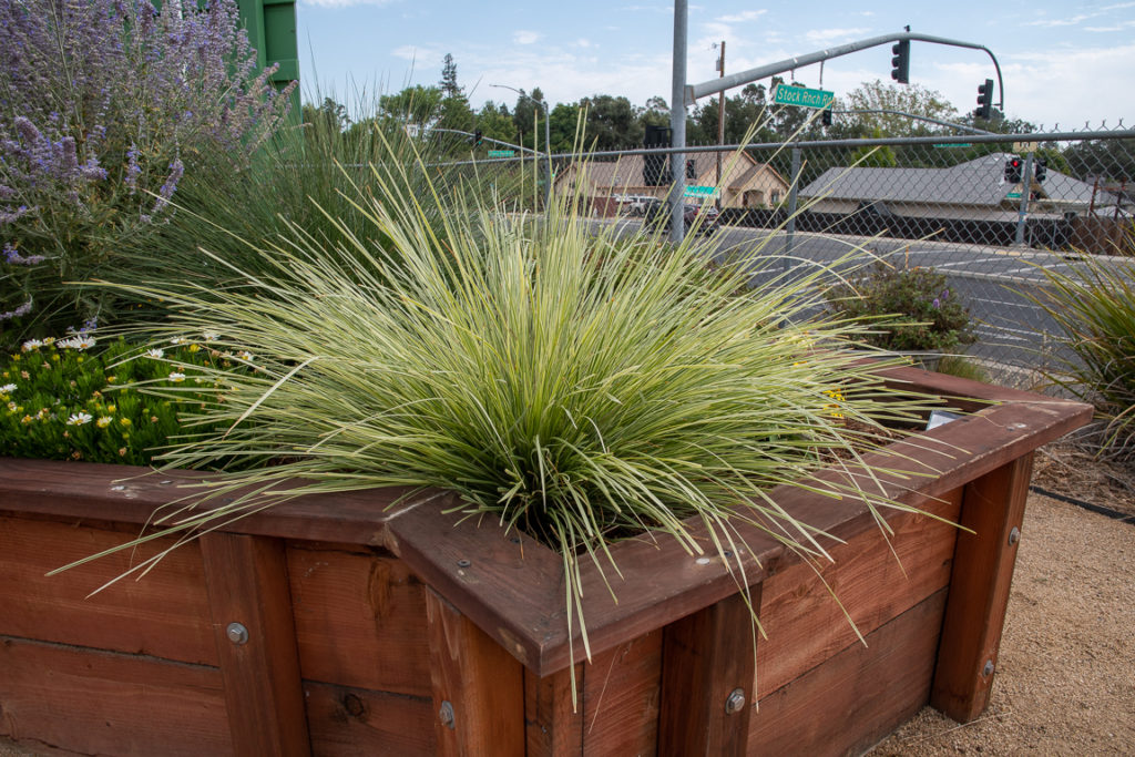 A small rounded evergreen perennial grass that has green and white blades