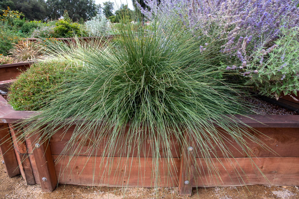 A medium size clumping ornamental grass that produces delightful light pink flowers in the fall