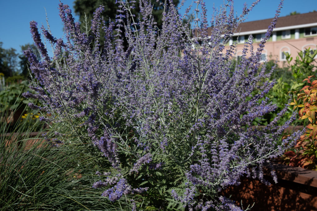Large bush with long stems of small clusters of purple flower with long grass-like base