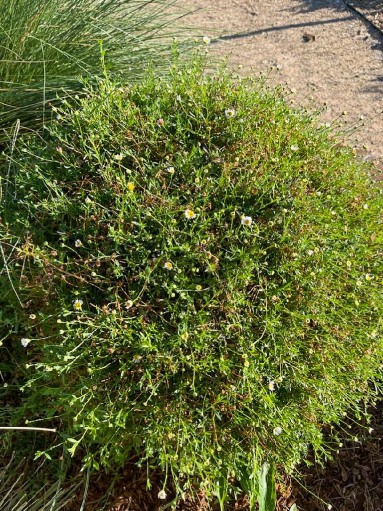 Low rounded shrub with small green leaves and small pink or white flowers that attract bees and other polinators