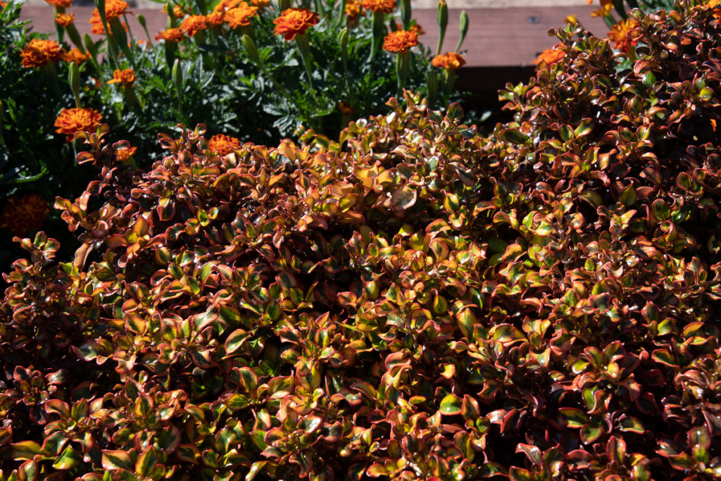 Bush or shrub that has shiny leaves with red, orange, green, and yellow colors.