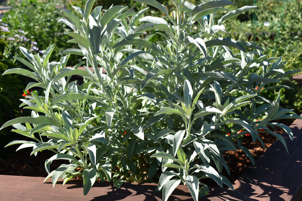 Small to medium shrub with large sage leaves and entire plant has white tinge on the green leaves.