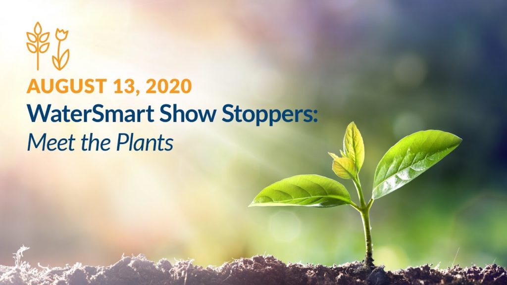 WaterSmart Show Stoppers: Meet the Plants 37